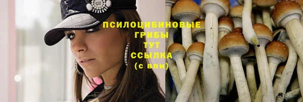 PSILOCYBIN Заводоуковск