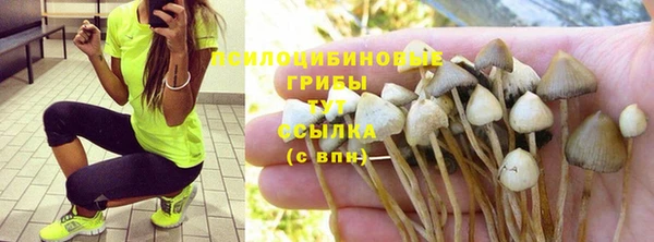 PSILOCYBIN Заводоуковск